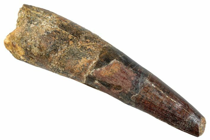 Bargain, Fossil Spinosaurus Tooth - Huge Dinosaur Tooth #255503